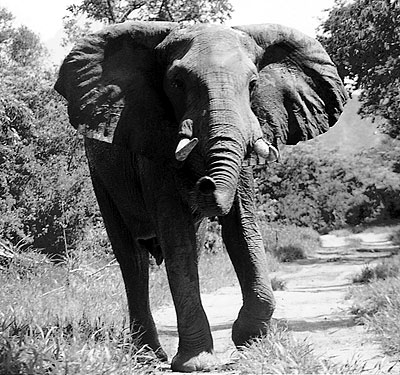 Elephant charge.