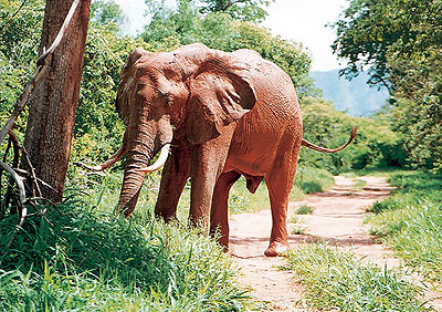 Quarter front view of elephant.